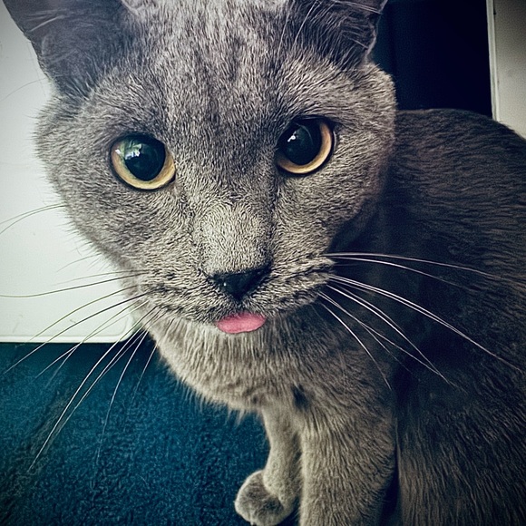 Meet your Posher, Brandee - Picture 15 of 16